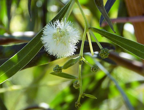 Acacia salicina: Willow Acacia - flower