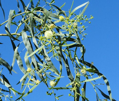 Acacia salicina: Willow Acacia - leaves