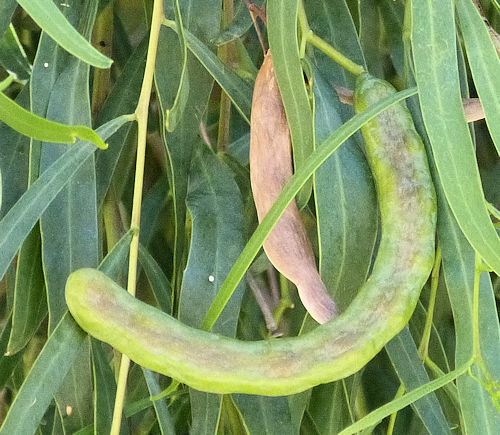 Acacia salicina: Willow Acacia - seed pods