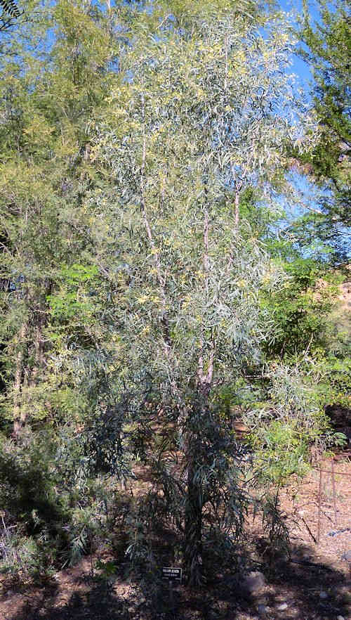 Acacia salicina: Willow Acacia