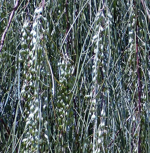 Acacia stenophylla: Shoestring Acacia - seed pods