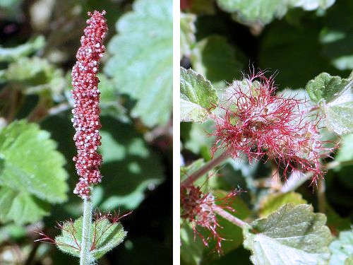 Acalypha anemioides: Round Copperleaf - flowers