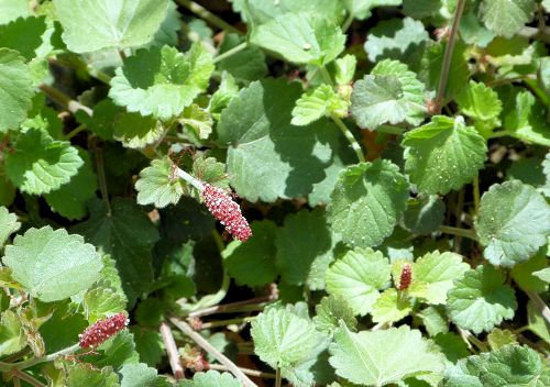 Acalypha anemioides: Round Copperleaf