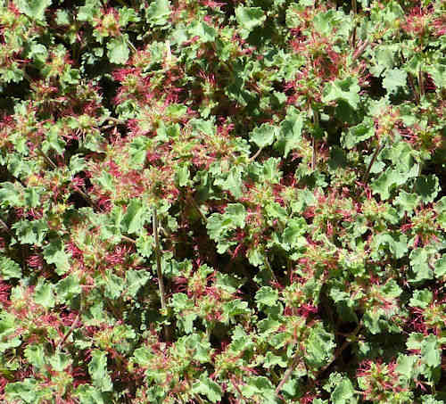 Acalypha anemioides: Round Copperleaf