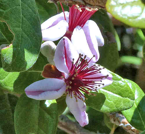 Pineapple Guava: Feijoa sellowiana - flowers