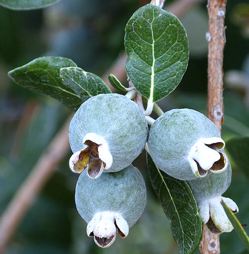 Pineapple Guava: Feijoa sellowiana - fruit