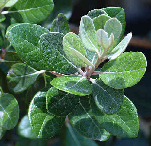 Pineapple Guava: Feijoa sellowiana - leaves