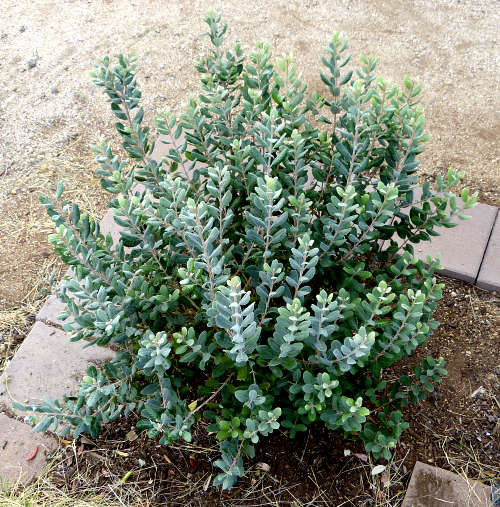 Pineapple Guava: Feijoa sellowiana