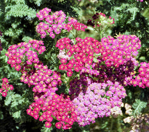 Achillea millefolium: Yarrow