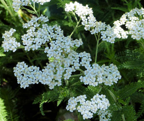 Achillea millefolium: Yarrow