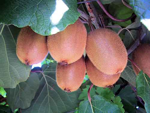 By Luca83 - Own work, CC BY-SA 3.0, httpscommons.wikimedia.orgwindex.phpcurid-2801141