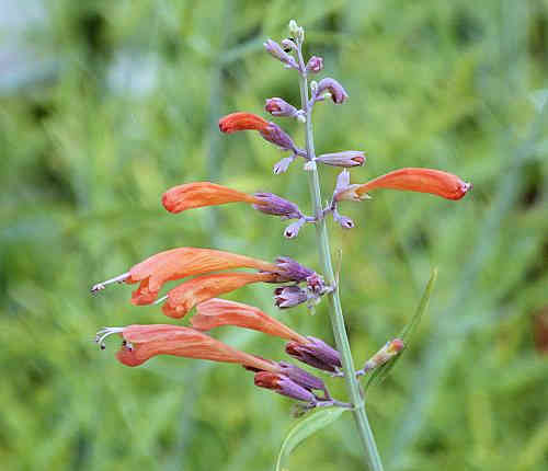 Agastache rupestris: Licorice Mint Hyssop - flowers