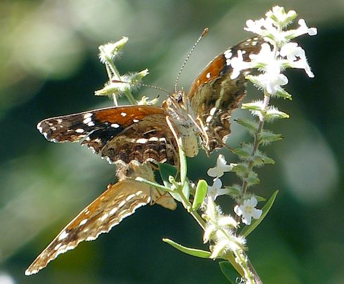 Aloysia gratissima: Whitebrush