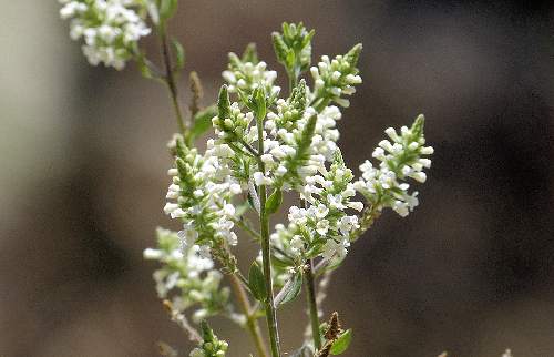 Aloysia gratissima: Whitebrush - flowers