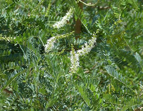 Aloysia gratissima: Whitebrush