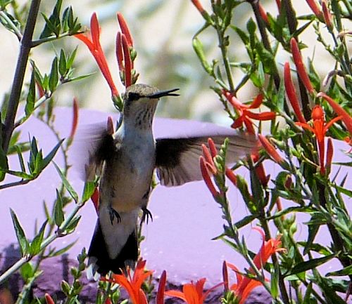Anisacanthus quadrifidus var. wrightii: Flame Acanthus - with hummingbird