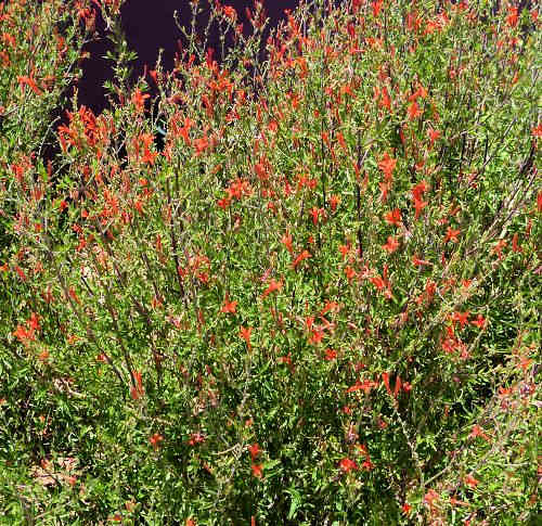 Anisacanthus quadrifidus var. wrightii: Flame Acanthus