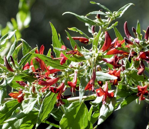 Anisacanthus thurberi: Thurber's Desert Honeysuckle