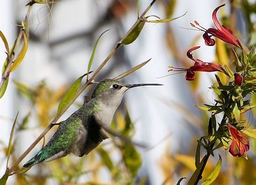 Anisacanthus thurberi: Thurber's Desert Honeysuckle - with hummingbird