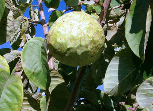 By Hannes Grobe 2131, 5 November 2006 (UTC) - Own work, CC BY-SA 2.5, httpscommons.wikimedia.orgwindex.phpcurid-1343782