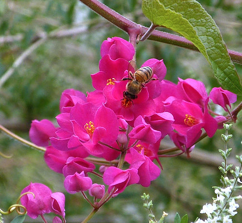 Antigonon leptopus: Coral Vine - red flowers