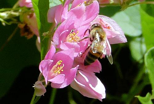 Antigonon leptopus: Coral Vine - pink flowers