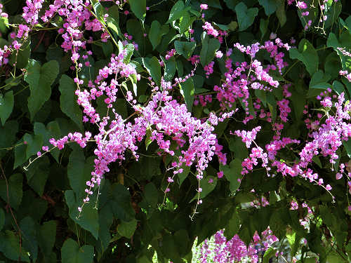 Antigonon leptopus: Coral Vine