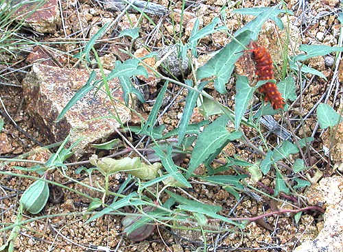 Aristolochia watsonii: Southwestern Pipevine - seed pods with caterpillar
