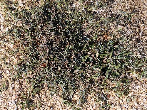 Aristolochia watsonii: Southwestern Pipevine mat