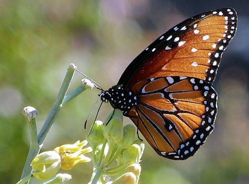 Asclepias subulata: Desert Milkweed - with butterfly