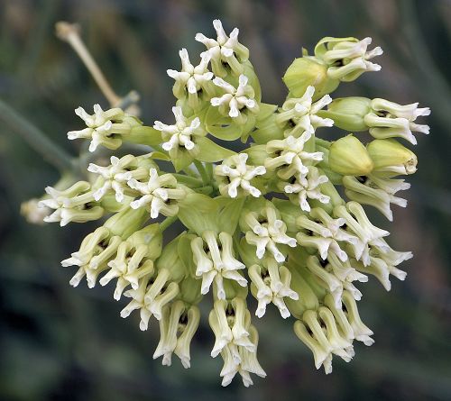 Asclepias subulata: Desert Milkweed - flowers