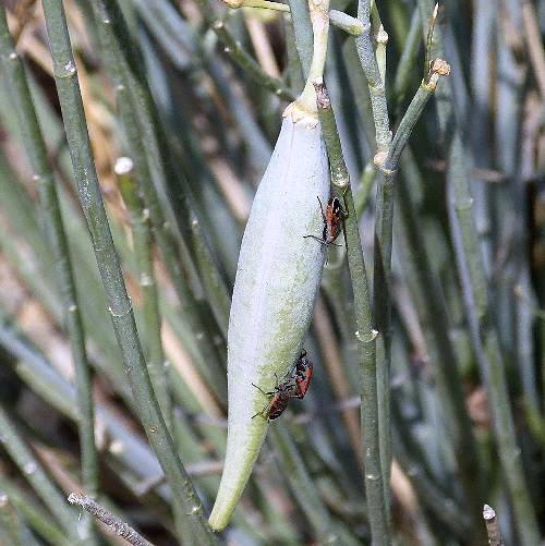 Asclepias subulata: Desert Milkweed - seed pods