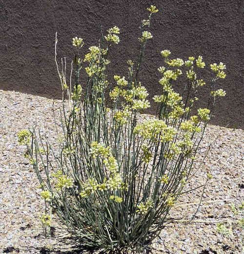 Asclepias subulata: Desert Milkweed