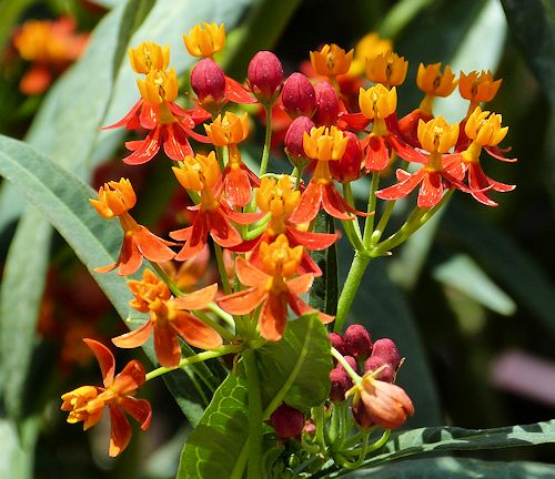 Asclepias tuberosa: Butterfly Milkweed - flowers