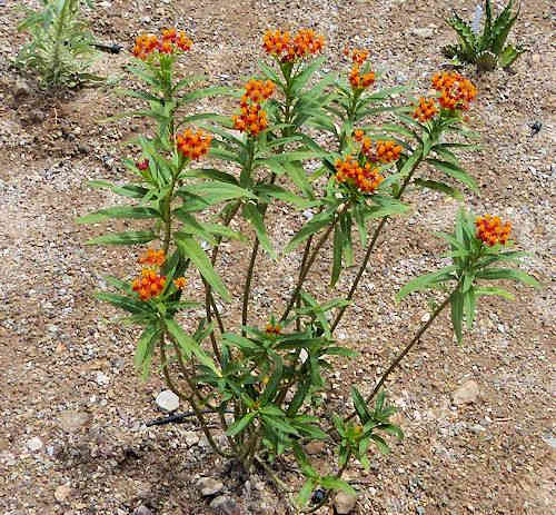 Asclepias tuberosa: Butterfly Milkweed