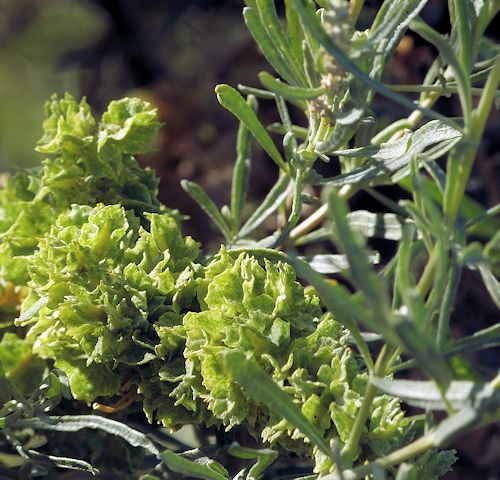 Atriplex canescens: Fourwing Saltbush - seed pods