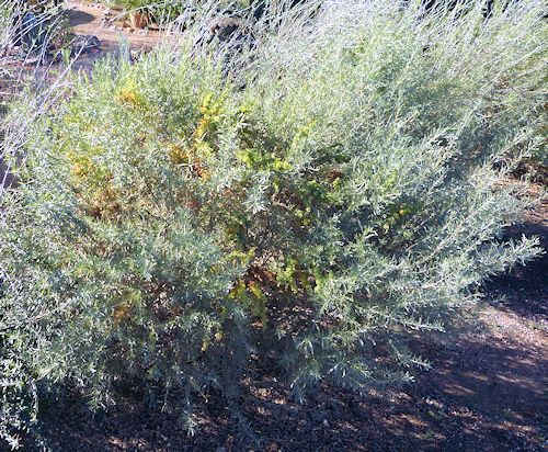 Atriplex canescens: Fourwing Saltbush