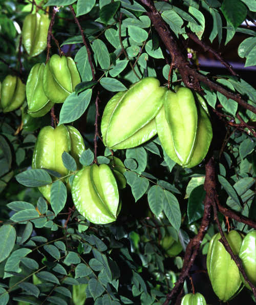 Averrhoa carambola fruit