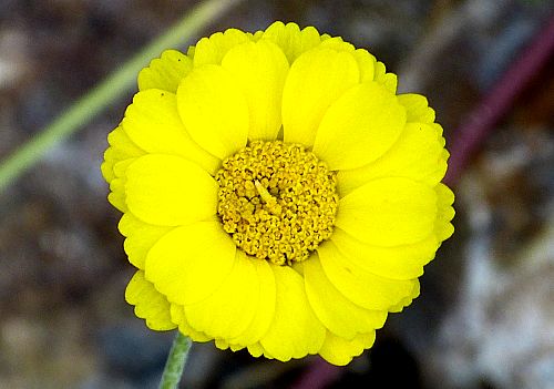 Baileya multiradiata: Desert Marigold - flower