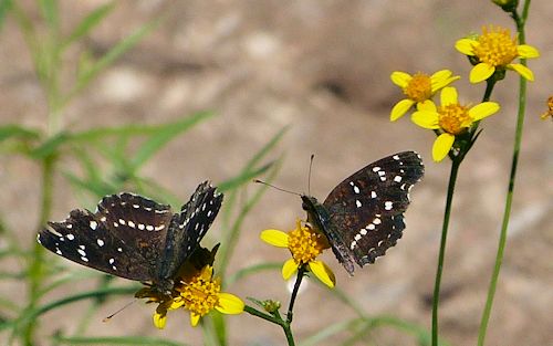 Barkleyanthus salicifolius: Willow Ragwort - with butterflies