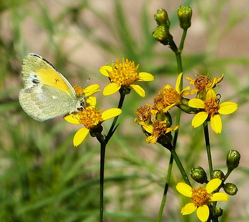 Barkleyanthus salicifolius: Willow Ragwort - flowers