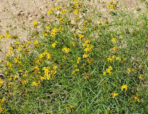 Barkleyanthus salicifolius: Willow Ragwort