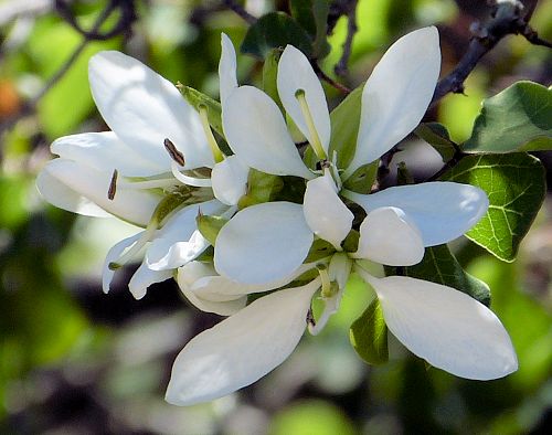 Bauhinia lunarioides: Anacacho Orchid Tree - flowers