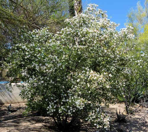 Bauhinia lunarioides: Anacacho Orchid Tree