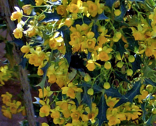 Berberis haematocarpa flowers
