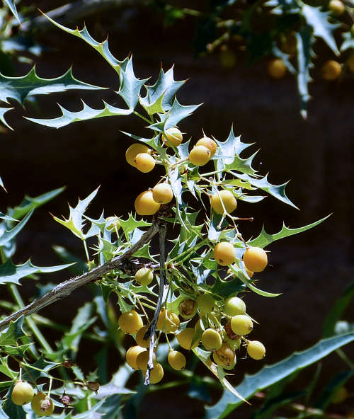 Berberis haematocarpa fruit