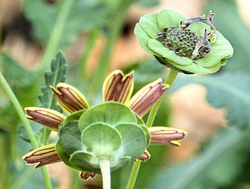 Berlandiera lyrata: Chocolate Flower - flowerhead