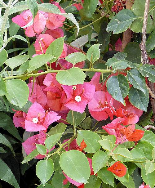 Bougainvillea: Bougainvillea - flowers