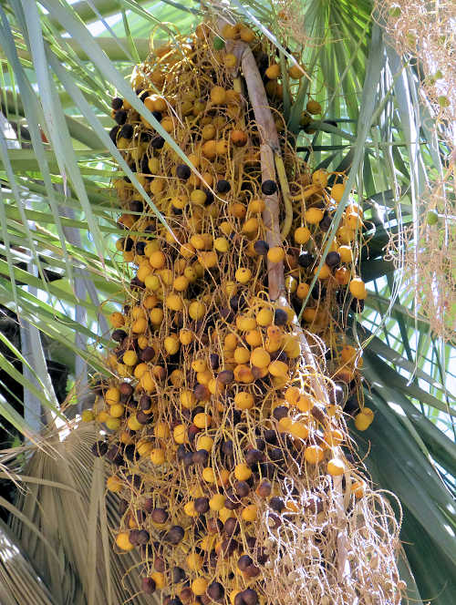 Brahea armata ripe fruit