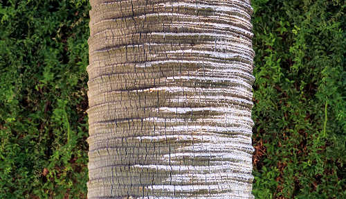 Brahea armata trunk
